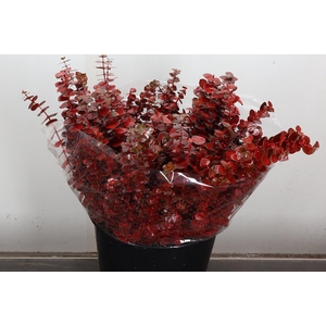 Euca Baby Blue Wx Rood