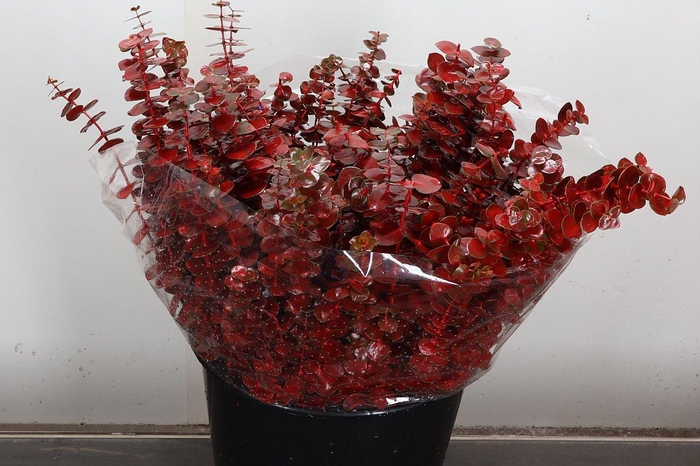 <h4>Euca Baby Blue Wx Rood</h4>