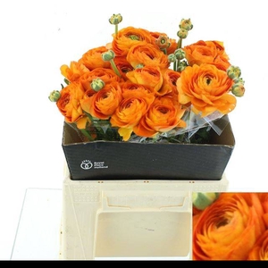 RANUNCULUS OV