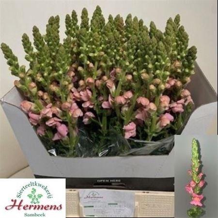 <h4>Antir Potomac Pink</h4>