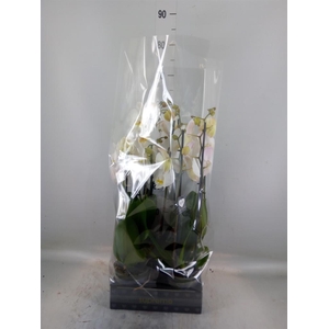 Phalaenopsis  'Ant Cambridge'