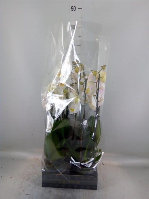 <h4>Phalaenopsis  'Ant Cambridge'</h4>