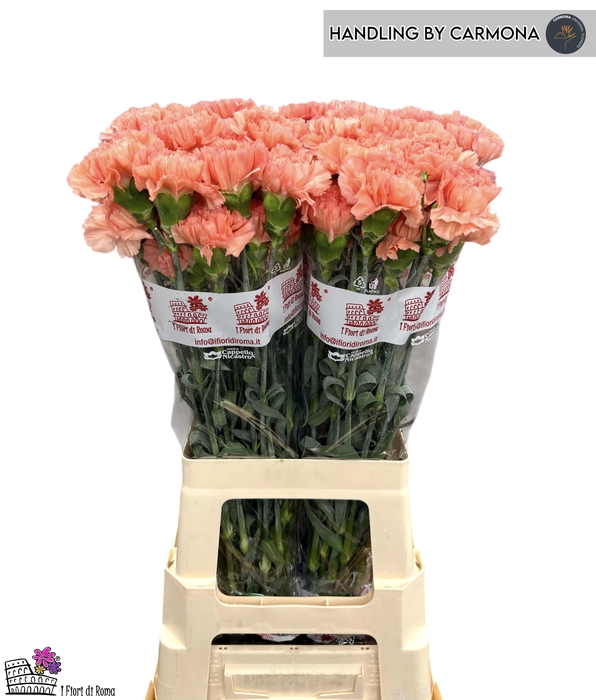 <h4>DI ST MEGAN</h4>