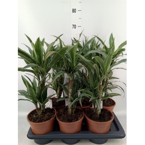 Dracaena fr de 'Warneckei'