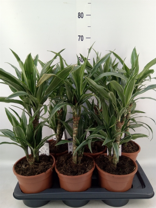 <h4>Dracaena fr de 'Warneckei'</h4>