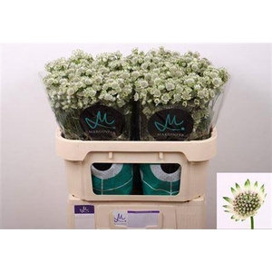 Astrantia Billion Stars