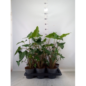 Alocasia zebrina 'Siberian Tiger'