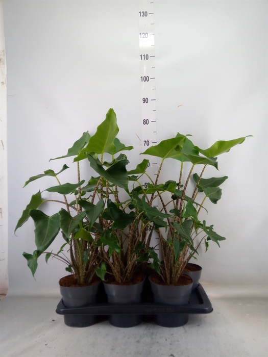 <h4>Alocasia zebrina 'Siberian Tiger'</h4>