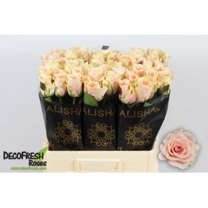 Rosa GR 'Harmony in Peach'