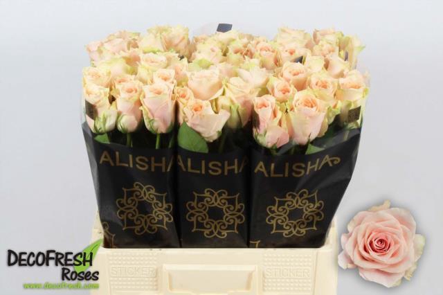 <h4>Rosa GR 'Harmony in Peach'</h4>