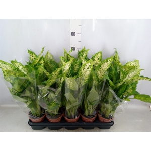 Dieffenbachia  'Compacta'