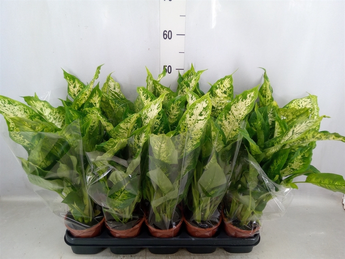 Dieffenbachia  'Compacta'