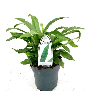 Asplenium scolopendrium