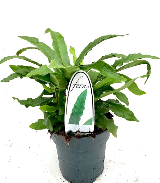 <h4>Asplenium scolopendrium</h4>