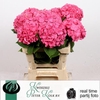 Hydrangea candy moment