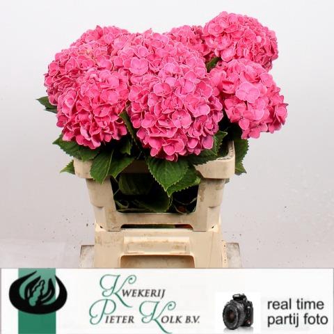Hydrangea candy moment