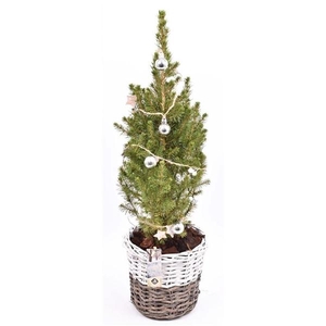 Wilg mand br/wit 20cm