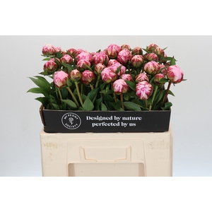 Paeonia Sarah Bernhardt