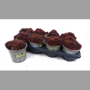 SEMP TECTORUM