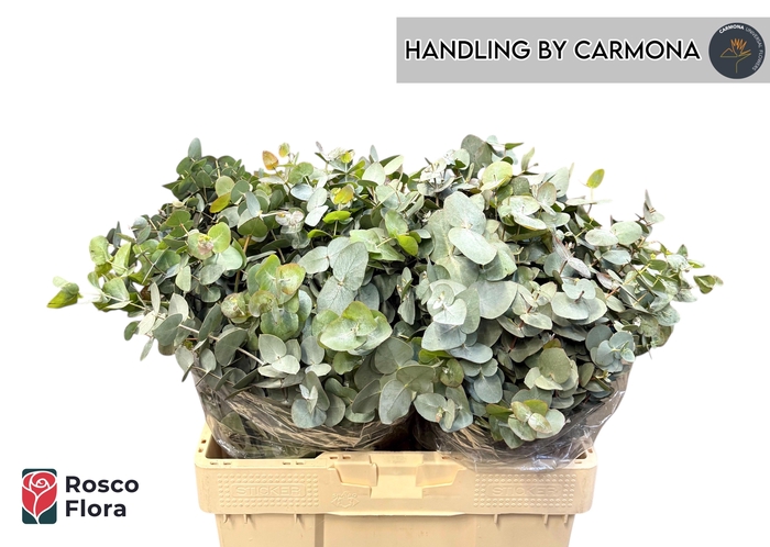 <h4>EUC CINEREA PER BOS</h4>