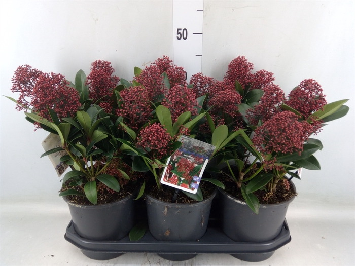 <h4>Skimmia jap. 'Rubella'</h4>