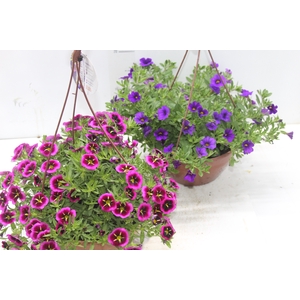 CALIBRACHOA C21