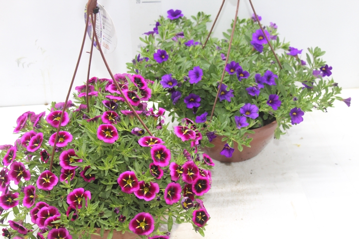 <h4>CALIBRACHOA C21</h4>