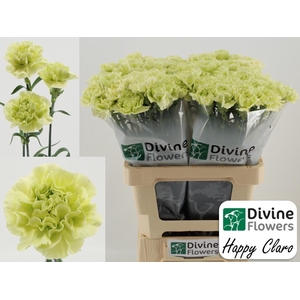 Dianthus ST 'Happy Claro'