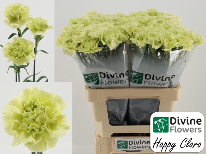<h4>Dianthus ST 'Happy Claro'</h4>