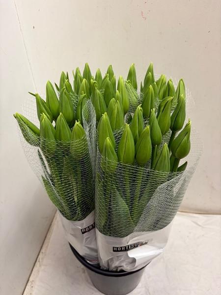 <h4>TU EN MAUREEN</h4>