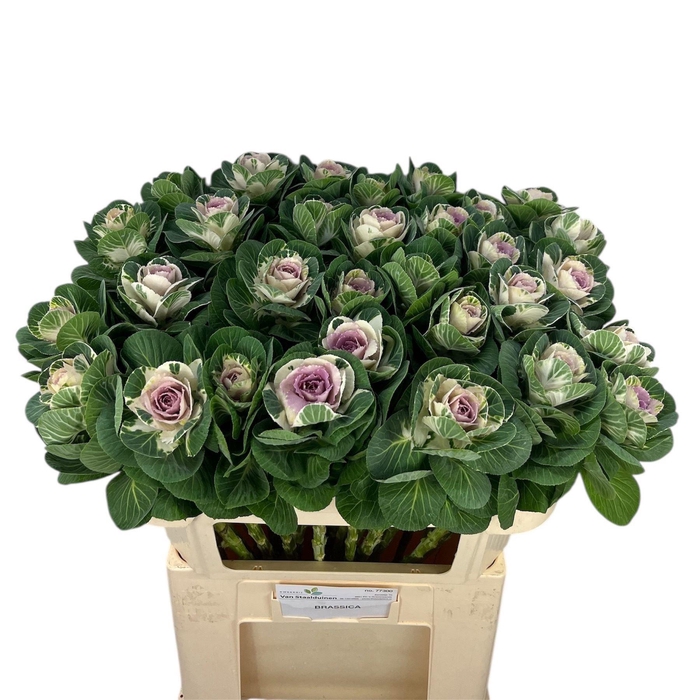 <h4>BRASS WHITE CRANE</h4>