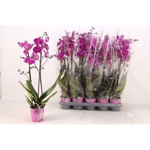 Phal An Durban 2 Branches 20+ Vertakt