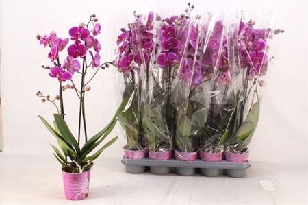 <h4>Phal An Durban 2 Branches 20+ Vertakt</h4>