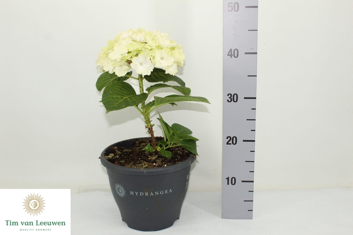 <h4>HYDR M FUSION</h4>