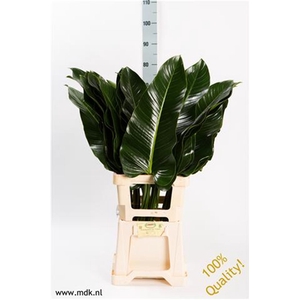 Philodendron St. Tropez