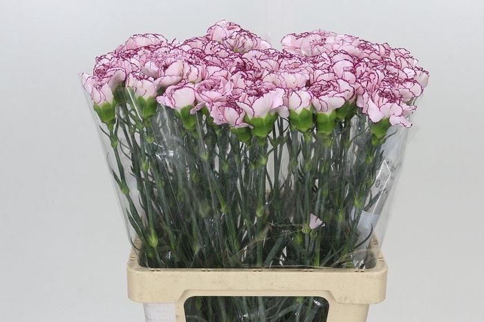 <h4>Dianthus St Mudah</h4>