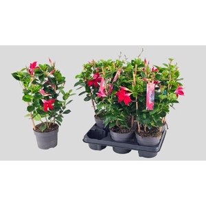 MANDE SUN RED