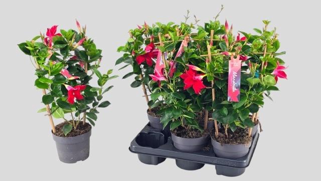 <h4>MANDE SUN RED</h4>