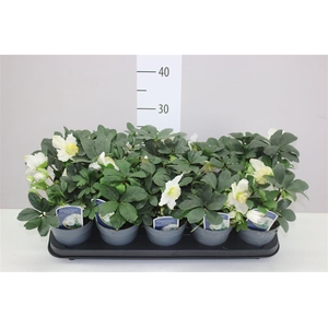Helleborus Ni Chr Carol 10+
