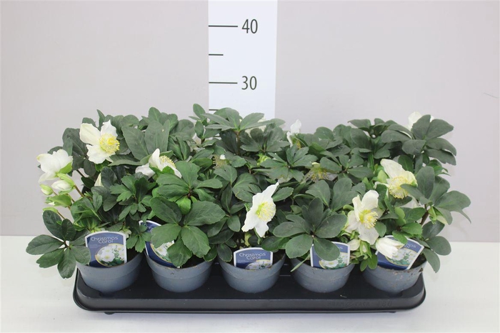 <h4>Helleborus Ni Chr Carol 10+</h4>