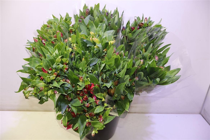 <h4>Alstr Gem In Fust</h4>