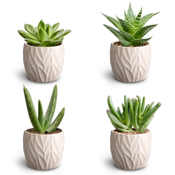 Leaf Sand Suc. Collection