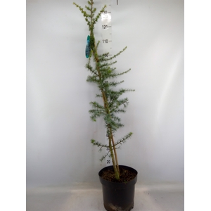 Cedrus libani 'Glauca'