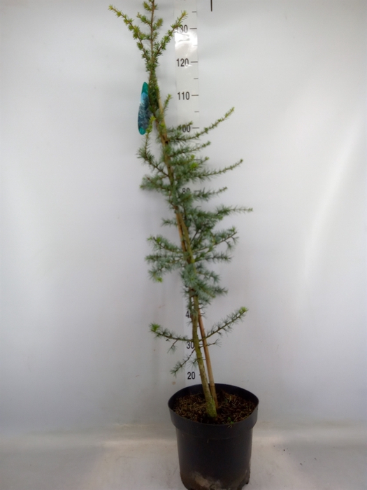 <h4>Cedrus libani 'Glauca'</h4>