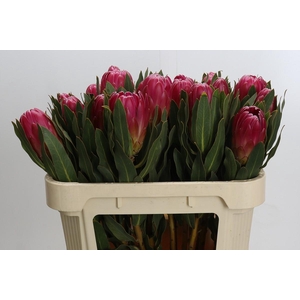 Protea Brenda