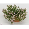 Bacopa Pink