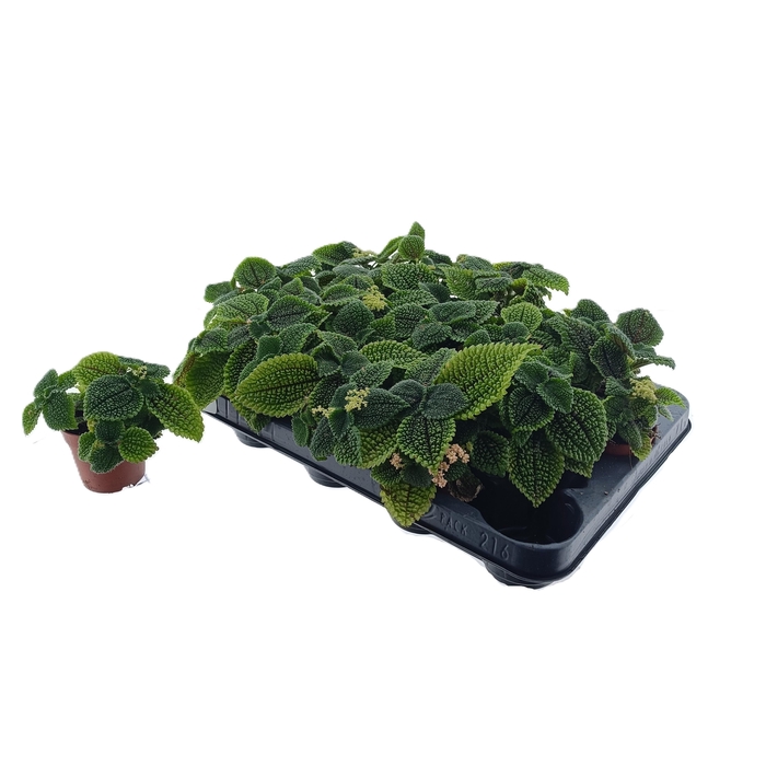 <h4>PILEA MO MOON VALLEY</h4>