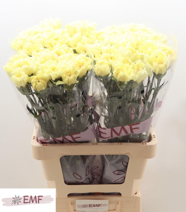 <h4>DI ST JANEIRO</h4>