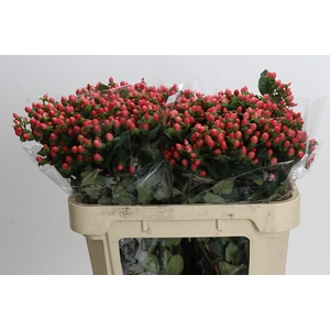 Hypericum Shali Star