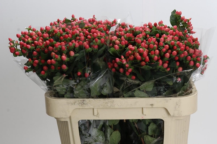 <h4>Hypericum Shali Star</h4>